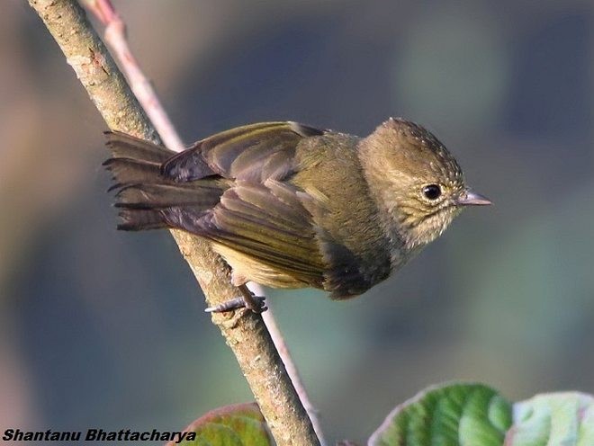 Yellow-browed Tit - ML379577381