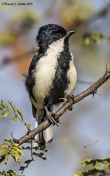 White-naped Tit - ML379577391