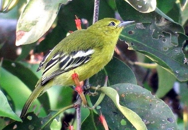 Common Iora - ML379577451