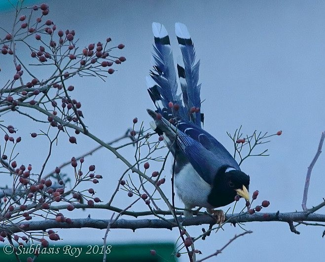 Yellow-billed Blue-Magpie - ML379577791