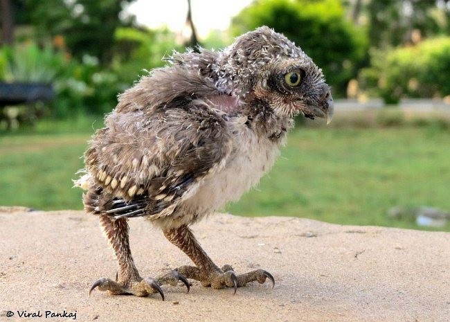 Spotted Owlet - ML379577811