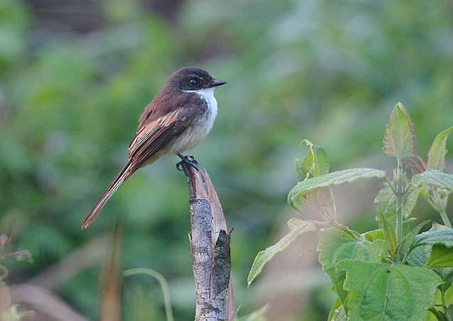 Cinnamon-tailed Fantail - Mehd Halaouate