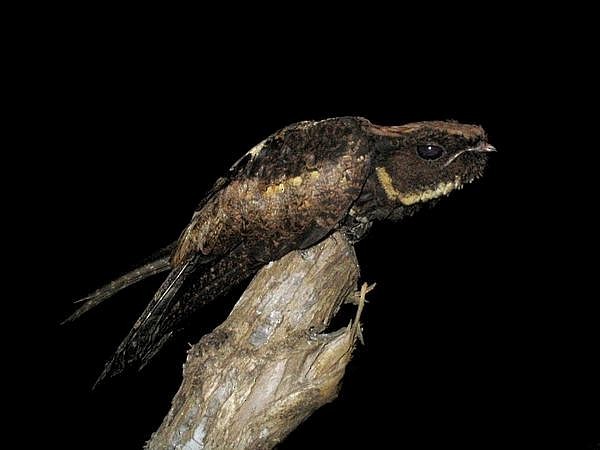 Great Eared-Nightjar - ML379578031