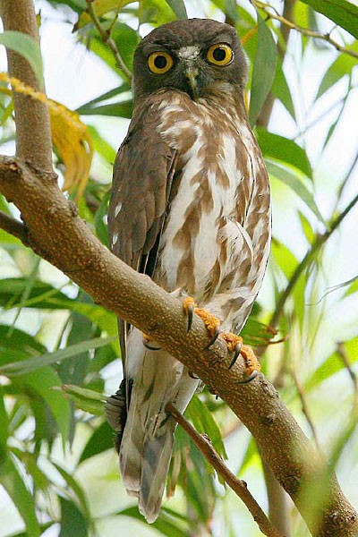 Northern Boobook - ML379578391