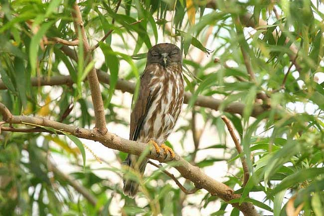 Northern Boobook - ML379578401