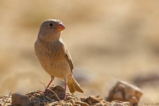 Trumpeter Finch - ML379578581