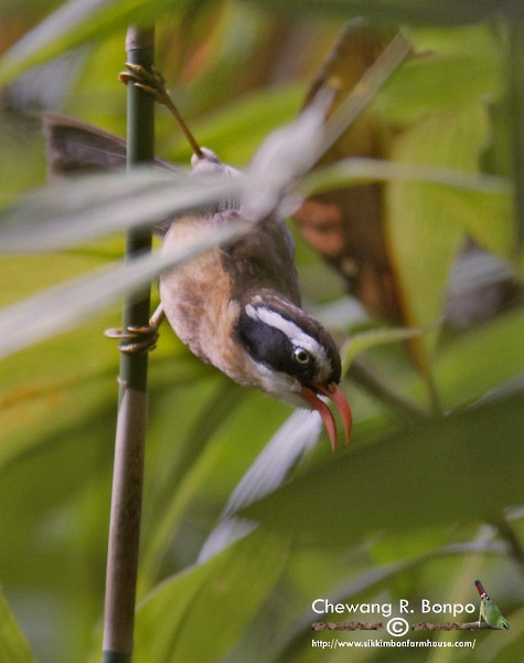 Brown-crowned Scimitar-Babbler (Phayre's) - ML379578621