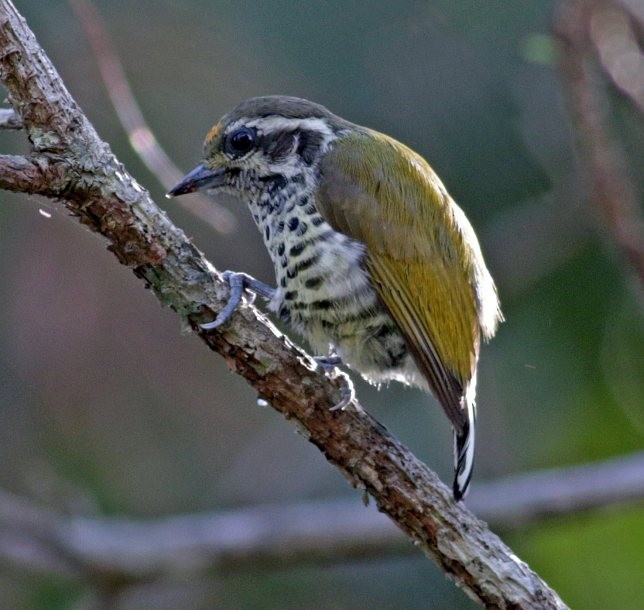 Speckled Piculet - ML379578921