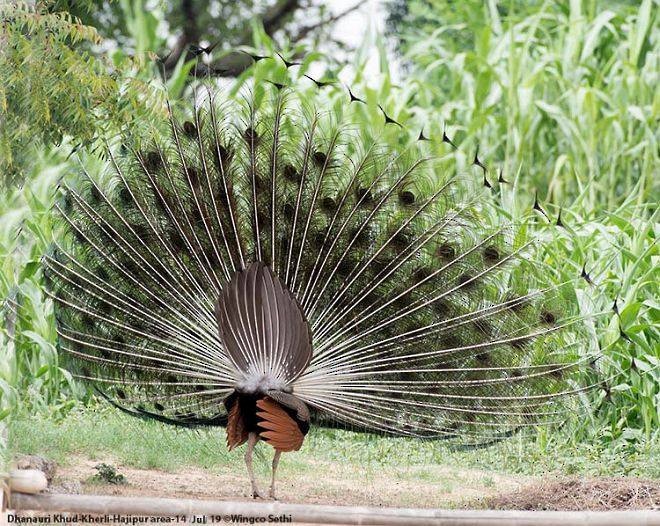 Indian Peafowl - ML379579261