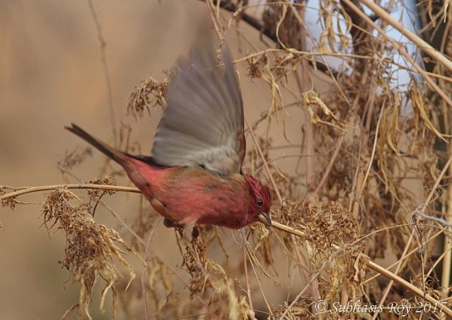 Pink-browed Rosefinch - ML379579701