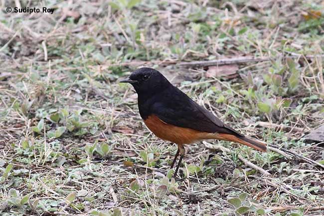 Black Redstart (Eastern) - ML379579851