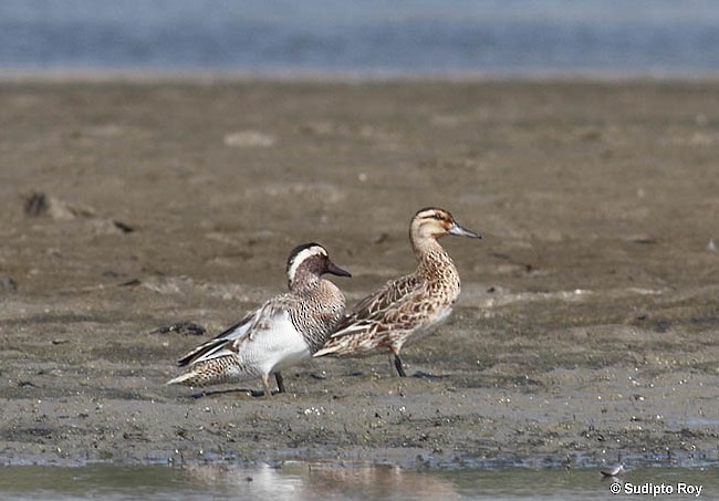 Garganey - Sudipto Roy