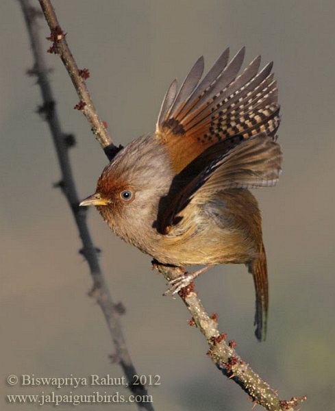 クリビタイシマドリ - ML379580511