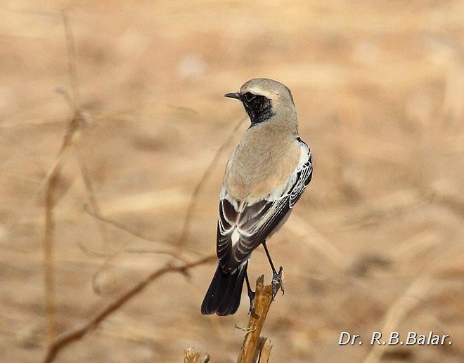 Desert Wheatear - ML379580701