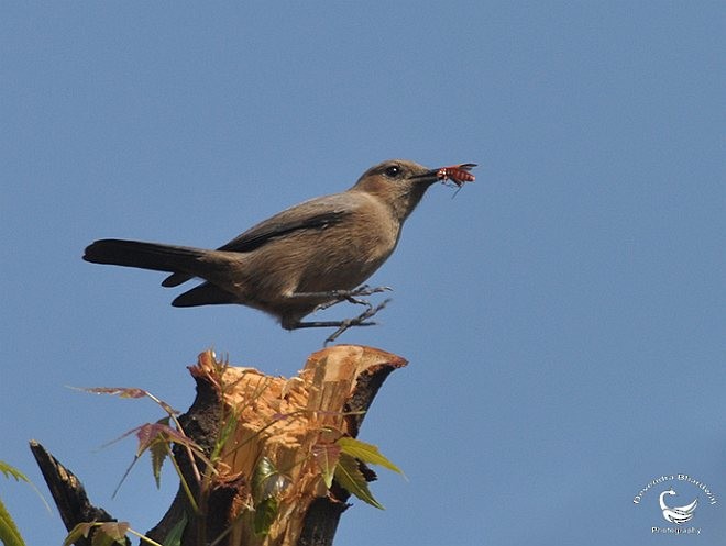 Brown Rock Chat - ML379580741