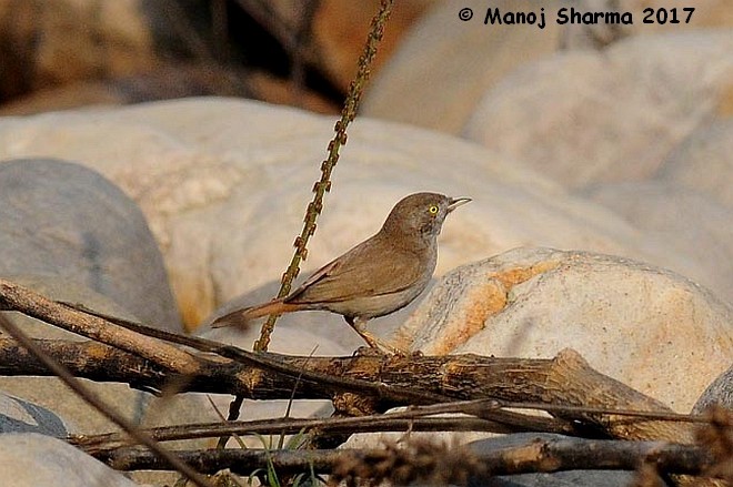 Asian Desert Warbler - Manoj Sharma