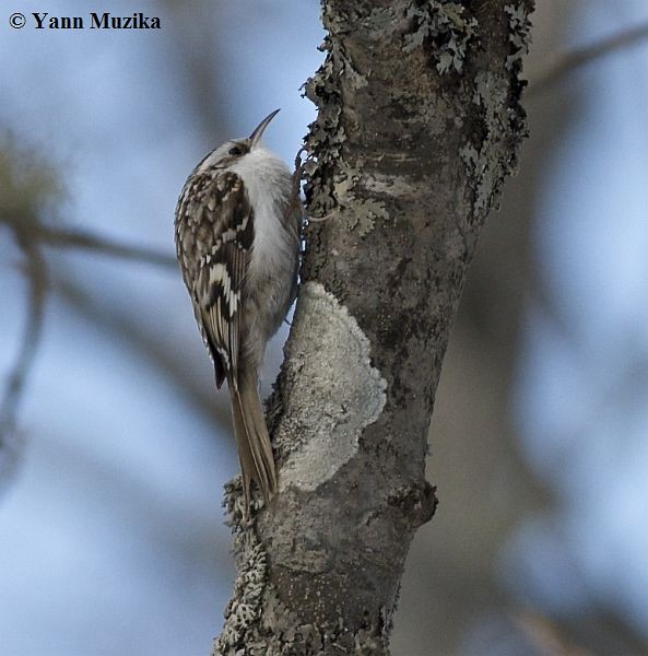 Eurasian Treecreeper - ML379581341