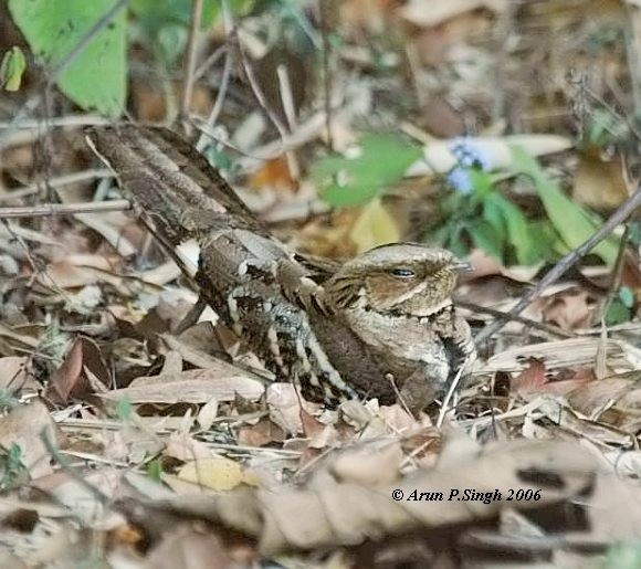 Large-tailed Nightjar - Arun P.Singh