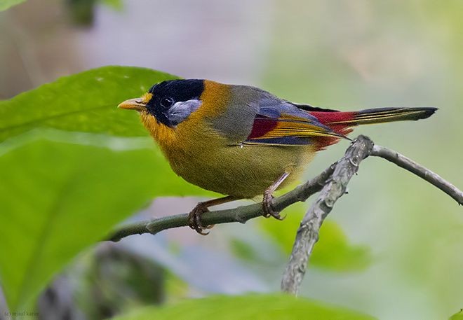 Silver-eared Mesia (Silver-eared) - ML379581701