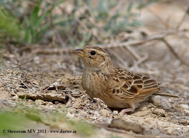 Singing Bushlark (Singing) - ML379581721