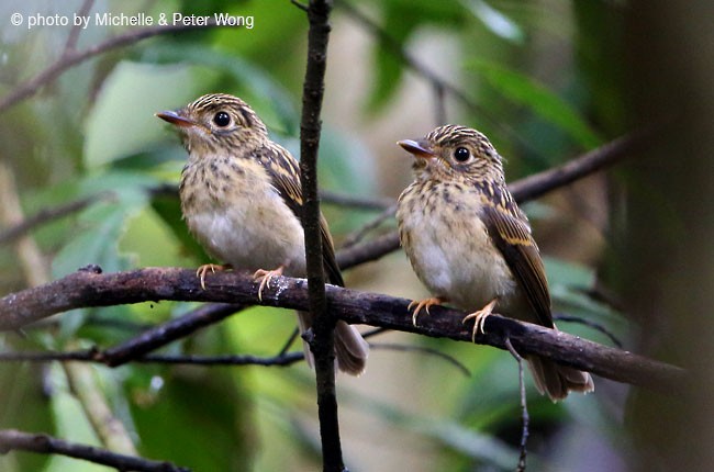 Brown-breasted Flycatcher - ML379581771