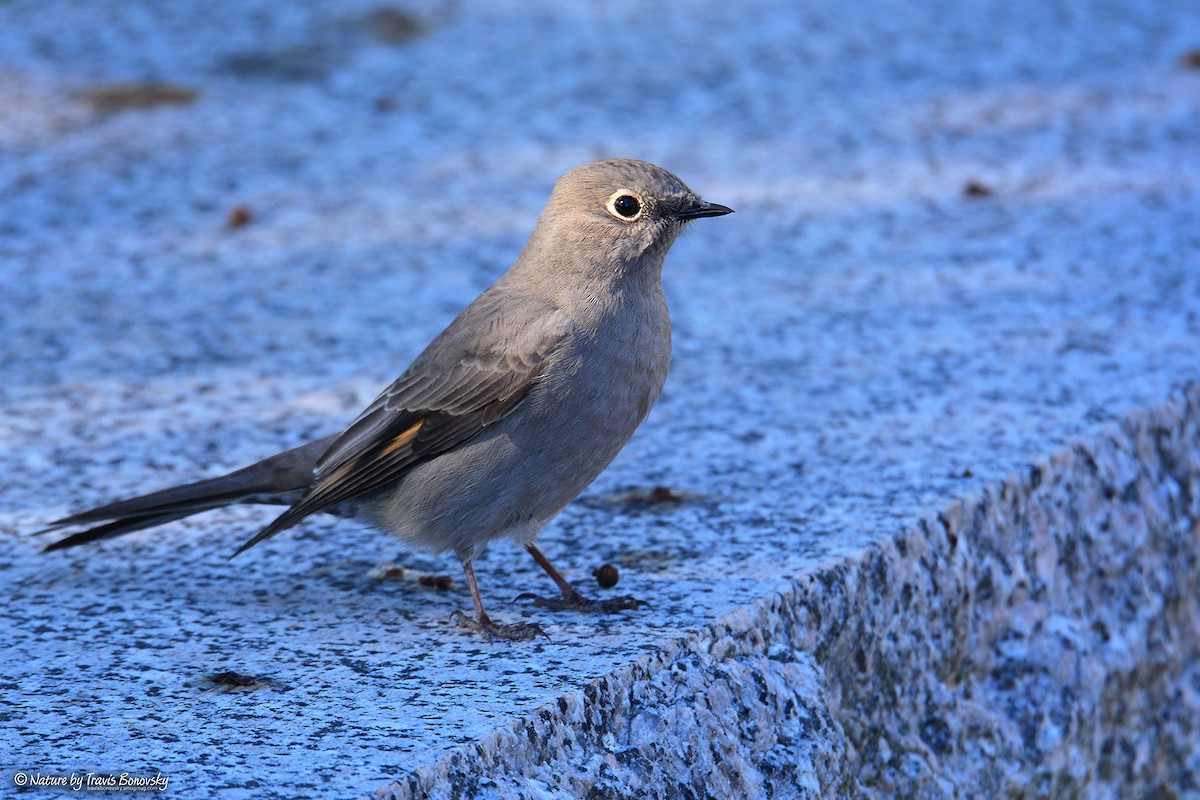 Townsend's Solitaire - ML37958181