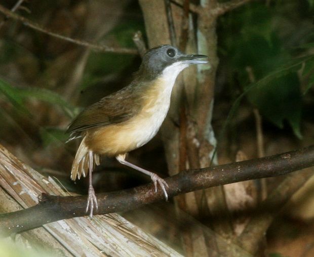 Short-tailed Babbler - ML379581931