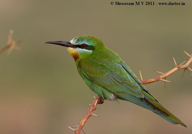 Blue-cheeked Bee-eater - ML379582411