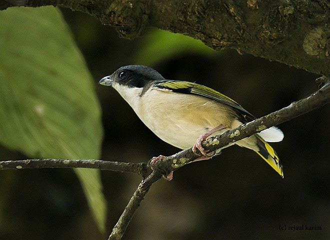 White-browed Shrike-Babbler (Chestnut-winged) - ML379582661