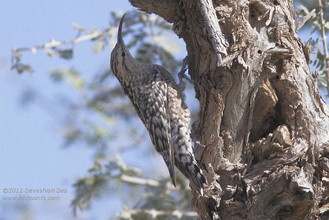 Indian Spotted Creeper - ML379582851