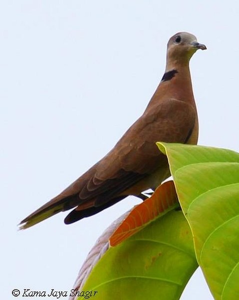 Red Collared-Dove - ML379582891
