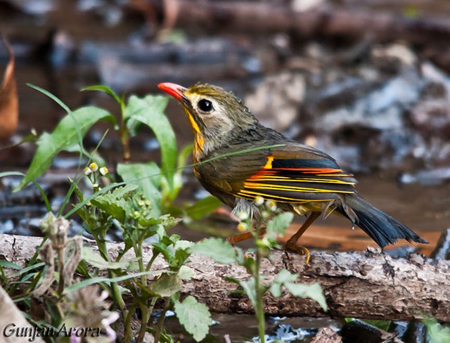 Red-billed Leiothrix - ML379582921