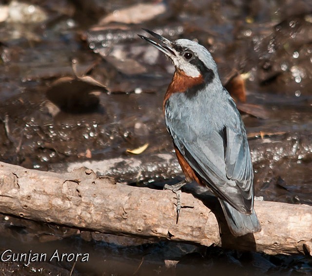 Chestnut-bellied Nuthatch - ML379582931