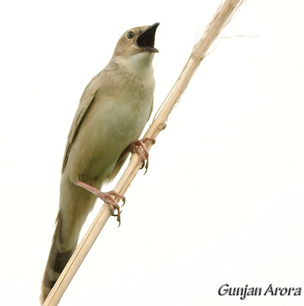 Bristled Grassbird - ML379582961