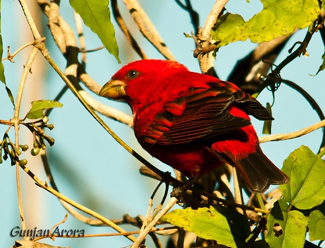 Scarlet Finch - ML379582991