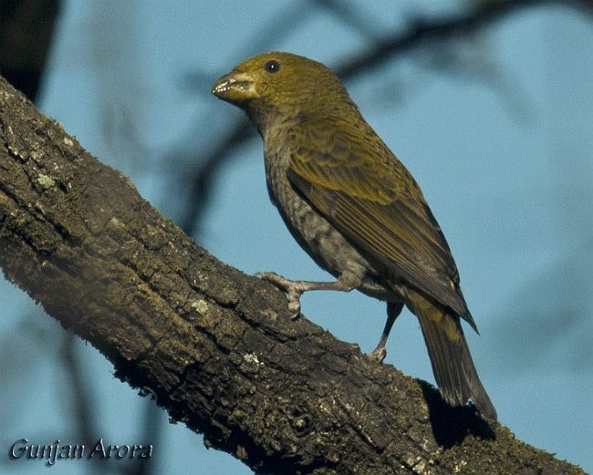 Scarlet Finch - ML379583001