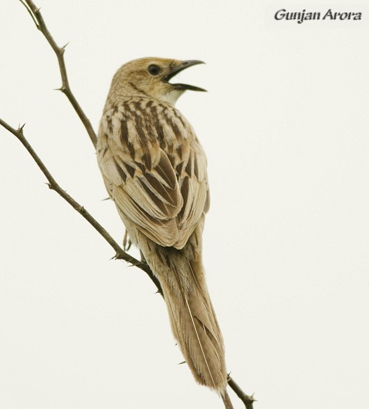 Bristled Grassbird - ML379583021