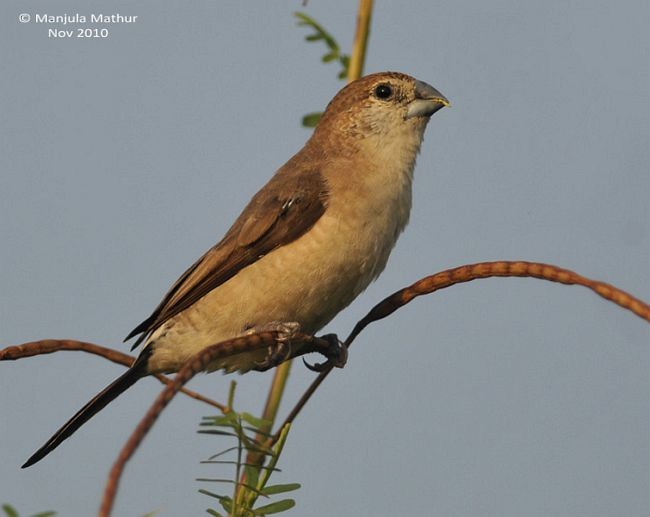 Indian Silverbill - ML379583451