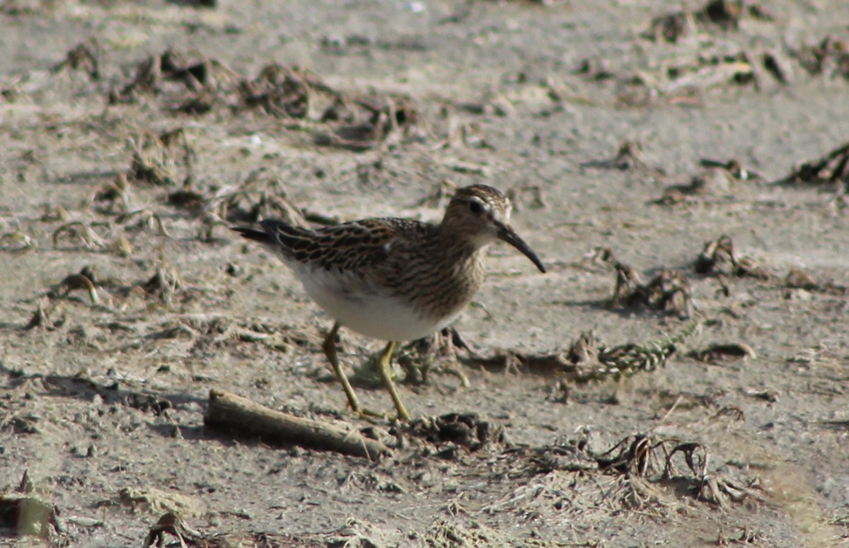 Pectoral Sandpiper - Barry Kinch