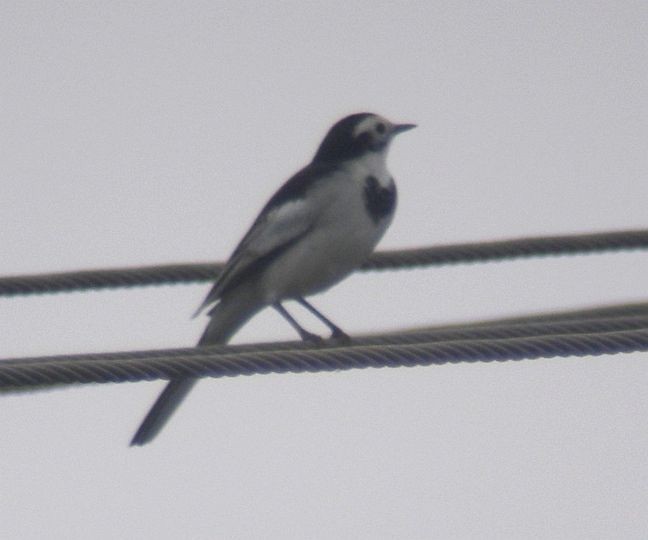 White Wagtail (Chinese x Hodgson's) - ML379583721