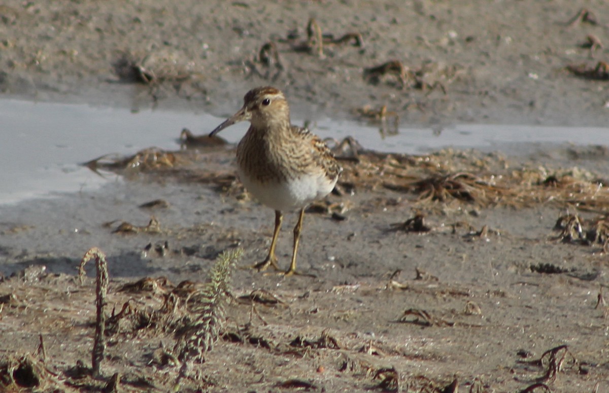 Pectoral Sandpiper - Barry Kinch