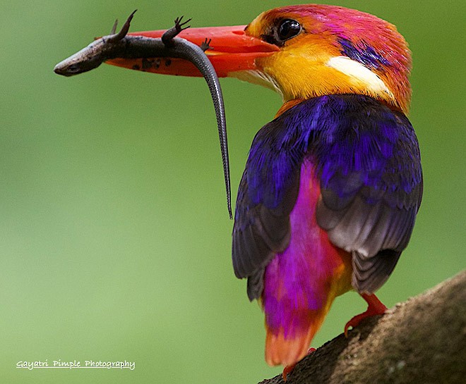 Black-backed Dwarf-Kingfisher - ML379584441