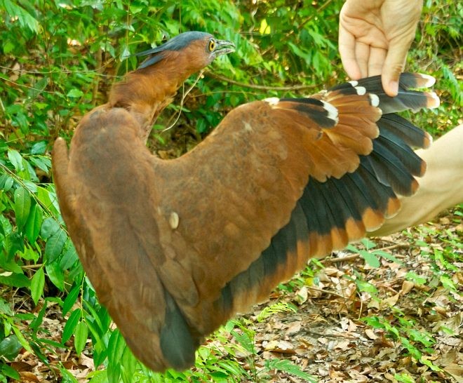 Malayan Night Heron - ML379584631