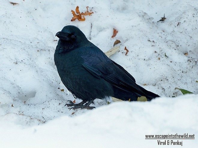 Large-billed Crow (Large-billed) - ML379585221