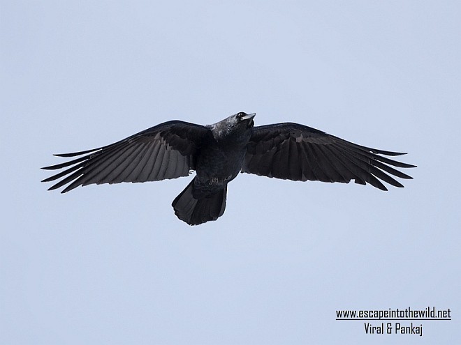 Large-billed Crow (Large-billed) - ML379585241