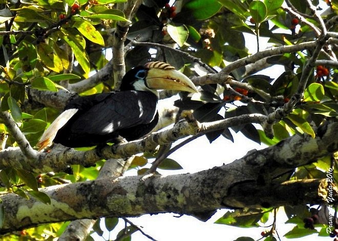 Blyth's Hornbill - ML379585371