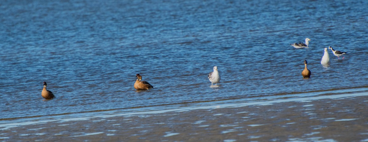 Fulvous Whistling-Duck - Andrés De Muro