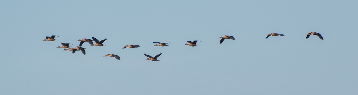 Fulvous Whistling-Duck - Andrés De Muro