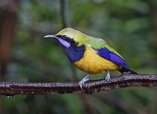 Orange-bellied Leafbird (Orange-bellied) - ML379586081