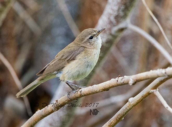 Mountain Chiffchaff - ML379586151